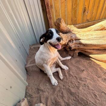 Handstand -  Mixed Breed Dog for Adoption in Moab, Utah - Handstand | PetCurious