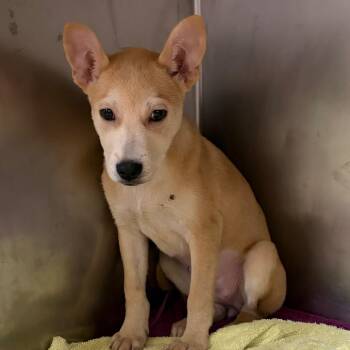 Shiba Inu and Husky Dogs Available for Adoption - Sama | PetCurious