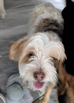 Rescue Yorkshire Terrier and Shih Tzu Dogs for Adoption in Saint David, Arizona - Chico | PetCurious