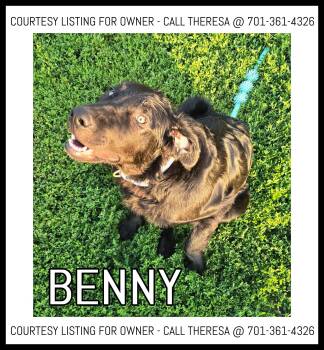 Benny - COURTESY LISTING -  Labrador Retriever and Border Collie Dog for Adoption in Valley City, North Dakota - Benny - COURTESY LISTING | PetCurious