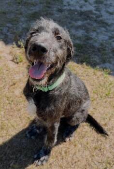Mixed Breed Dogs Available for Adoption in Ocala, Florida - Kaizen | PetCurious