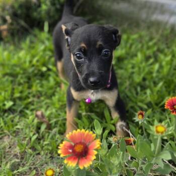 Joanna Unicorn -  Miniature Pinscher and Australian Shepherd Dog for Adoption in Andover, Massachusetts - Joanna Unicorn | PetCurious