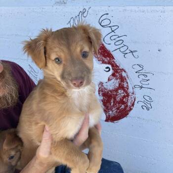 Paulette -  Golden Retriever and Chihuahua Dog for Adoption in Hawthorne, California - Paulette | PetCurious