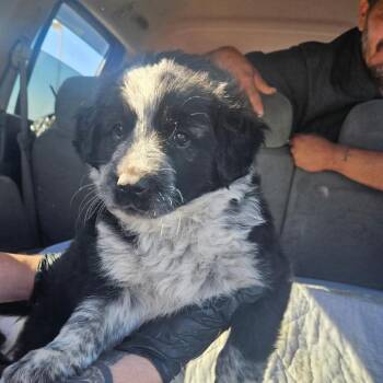 Puppy 6 -  Mixed Breed Dog Available for Adoption in Ferndale, Washington - Puppy 6 | PetCurious