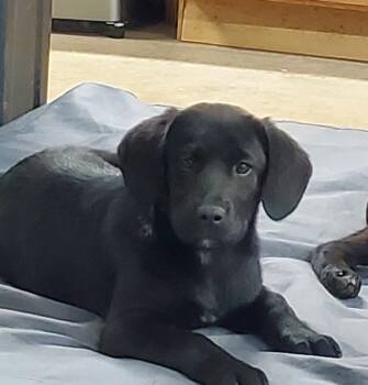 Black Labrador Retriever and Labrador Retriever Dogs Available for Adoption - Princess Peach  | PetCurious