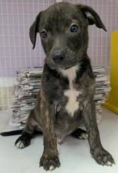 Journey -  Mixed Breed Dog for Adoption in Kansas City, Missouri - Journey | PetCurious