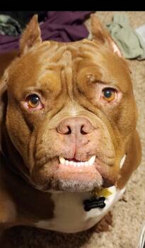 Rescue American Bulldog and American Bully Dogs for Adoption in San Diego, California - Ludo-Atwater, CA | PetCurious
