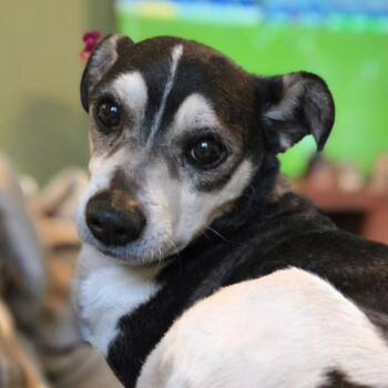 Rex -  Chihuahua and Rat Terrier Dog for Adoption in Northbrook, Illinois - Rex | PetCurious