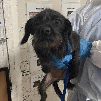 Checkers -  Terrier Dog for Adoption in Edinburg, Texas - Checkers | PetCurious