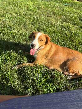 Sweet Potato -  Mixed Breed Dog for Adoption in Indianapolis, Indiana - Sweet Potato | PetCurious
