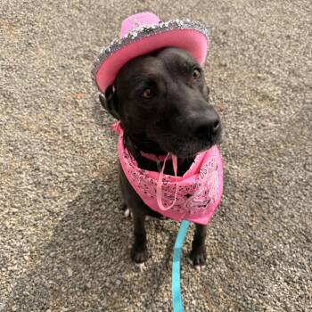 Silhouette -  Terrier Dog for Adoption in Houston, Texas - Silhouette | PetCurious
