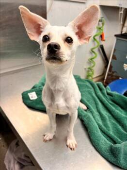 *PINOCCHIO -  Chihuahua Dog for Adoption in Woodland, California - *PINOCCHIO | PetCurious