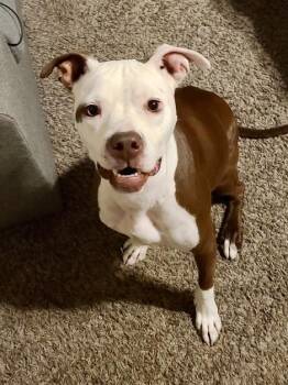 Rescue American Staffordshire Terrier Dogs for Adoption in Houston, Texas - Indie | PetCurious