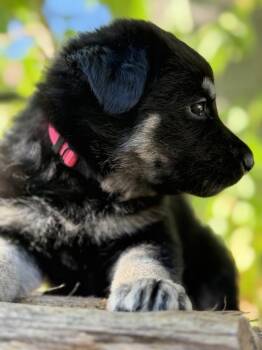 Kalessin -  German Shepherd Dog Dog for Adoption in Pleasant Hill, California - Kalessin | PetCurious
