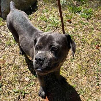 Mae -  Boxer and Mixed Breed Dog for Adoption in Raleigh, North Carolina - Mae | PetCurious