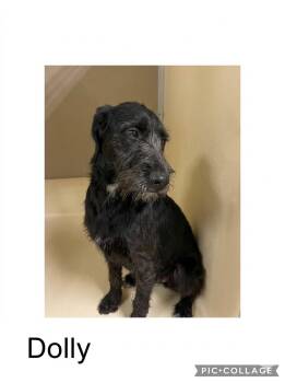 Dolly -  German Wirehaired Pointer and Labradoodle Dog for Adoption in Sparta, North Carolina - Dolly | PetCurious