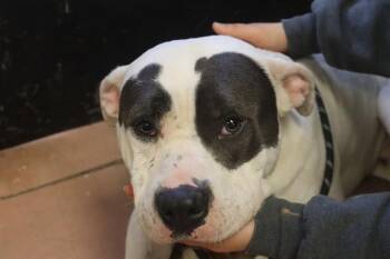 Rescue Mixed Breed Dogs for Adoption in Columbia, South Carolina - CJ | PetCurious