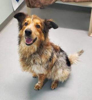 Bernie (7221) -  Australian Shepherd Dog for Adoption in Lake City, Michigan - Bernie (7221) | PetCurious