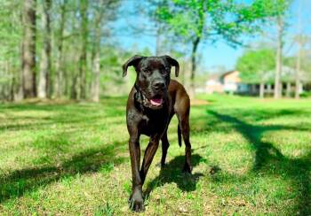 Marmaduke -  Mixed Breed Dog for Adoption in Macon, Georgia - Marmaduke | PetCurious