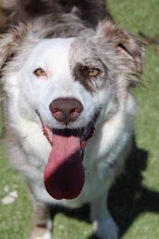 Ruby -  Australian Shepherd Dog for Adoption in Morgantown, Kentucky - Ruby | PetCurious