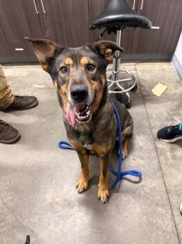 Liberty -  Shepherd and Mixed Breed Dog for Adoption in Denham Springs, Louisiana - Liberty | PetCurious
