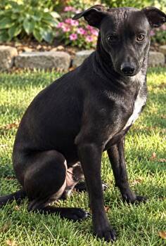 Willie Nelson -  Chihuahua and Black Labrador Retriever Dog for Adoption in Tonawanda, New York - Willie Nelson | PetCurious