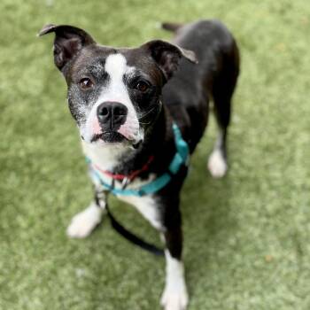 Mixed Breed Dogs Available for Adoption - Ringo | PetCurious