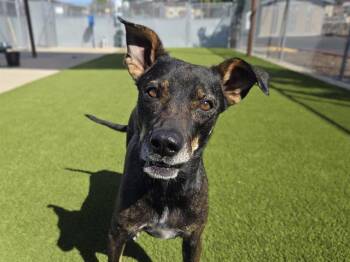 ISABELLA -  Labrador Retriever and Mixed Breed Dog for Adoption in Auburn, California - ISABELLA | PetCurious