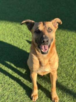 Mixed Breed Dogs Available for Adoption in Dallas, Texas - POLLO | PetCurious