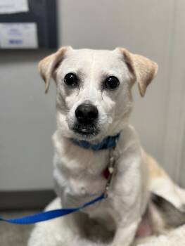 Rescue Chihuahua and Terrier Dogs for Adoption in Aiken, South Carolina - Sancho | PetCurious