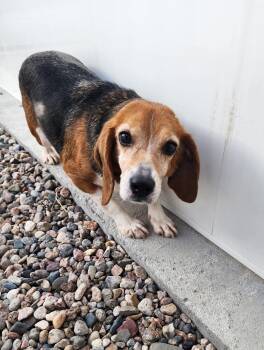 Rescue Beagle Dogs for Adoption in Hartville, Wyoming - Cher | PetCurious