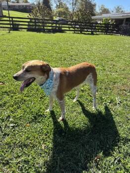 Rescue Australian Cattle Dog Blue Heeler Dogs for Adoption in Scottsburg, Indiana - SOPHIA | PetCurious