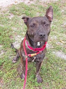 Rescue American Staffordshire Terrier Dogs for Adoption in Fort Lauderdale, Florida - PAPI | PetCurious