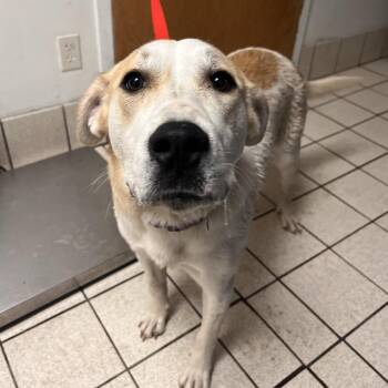 Mixed Breed Dogs Available for Adoption in Charleston, West Virginia - Ladybug | PetCurious