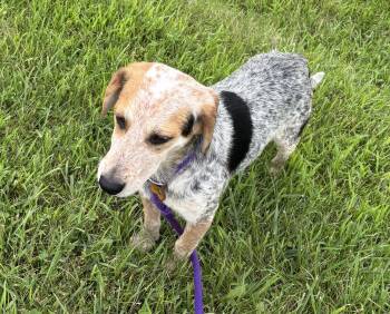 Mick -  Beagle Dog for Adoption in Dixon, Illinois - Mick | PetCurious