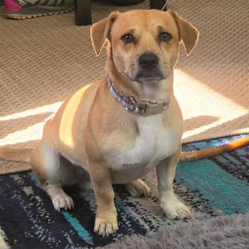 Honey -  Chihuahua and Beagle Dog for Adoption in Pacifica, California - Honey | PetCurious