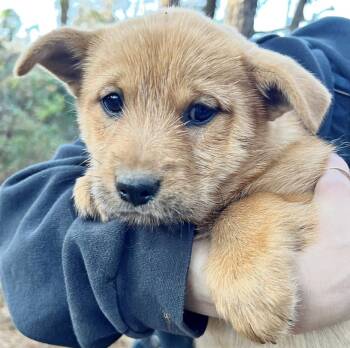 Chow Chow Dogs Available for Adoption - Syb | PetCurious