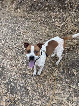 Petree -  Cattle Dog Dog for Adoption in Sonora, California - Petree | PetCurious