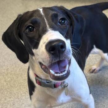 Kindle -  Mixed Breed Dog for Adoption in Lansing, Michigan - Kindle | PetCurious
