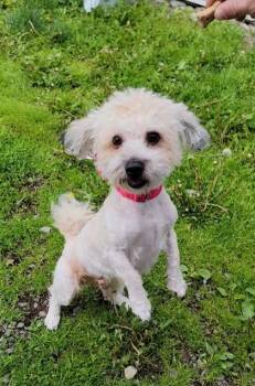 Havanese and Mixed Breed Dogs Available for Adoption in Elmira, New York - Milo | PetCurious