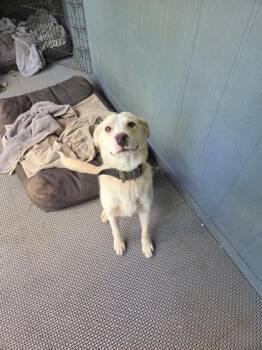 Pretty Squidward -  Retriever and German Pinscher Dog for Adoption in Fresno, California - Pretty Squidward | PetCurious