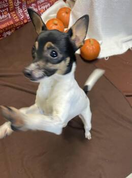 Rescue Chihuahua and Rat Terrier Dogs for Adoption in Lacon, Illinois - Shotzy | PetCurious