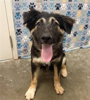 BLAKE -  German Shepherd Dog and Mixed Breed Dog for Adoption in Rosenberg, Texas - BLAKE | PetCurious