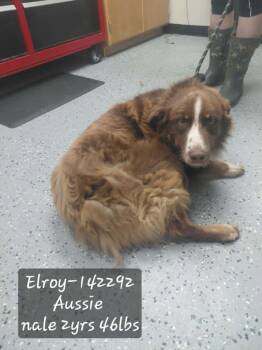Elroy -  Australian Shepherd and Retriever Dog for Adoption in New York, New York - Elroy | PetCurious