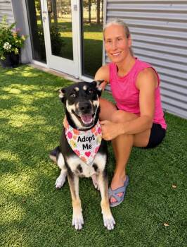Hera -  Shepherd Dog for Adoption in Euless, Texas - Hera | PetCurious