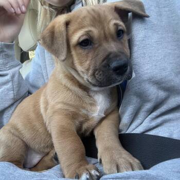 Shepherd Dogs Available for Adoption - Conga | PetCurious