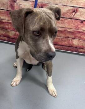 AC-5369 "Maxine" -  Pit Bull Terrier Dog for Adoption in Conyers, Georgia - AC-5369 "Maxine" | PetCurious