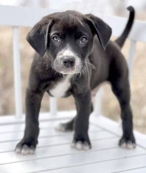Mixed Breed Dogs Available for Adoption in Savage, Minnesota - Sesame Bean | PetCurious