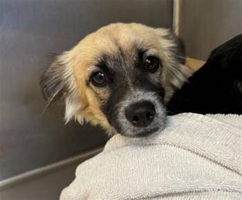 Papillon and Mixed Breed Dogs Available for Adoption in Fort Myers, Florida - ARLO | PetCurious