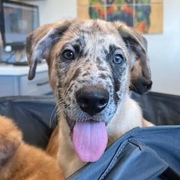 Bucky -  Shepherd and Catahoula Leopard Dog Dog for Adoption in Agua Dulce, California - Bucky | PetCurious
